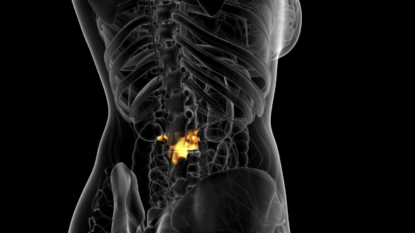 Backache in Back Bones alt