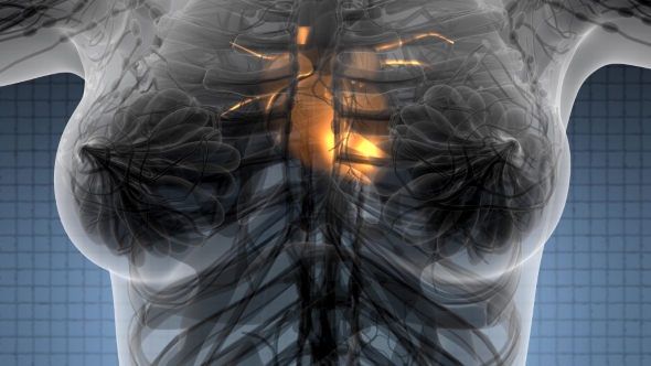 Anatomy Scan of Human Heart alt