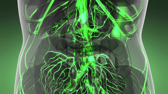 Human Body with Glow Blood Vessels alt