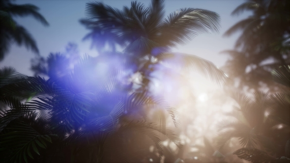 Sunset Beams Through Palm Trees alt