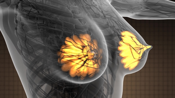 Human Body with Visible Glow Mammary Gland alt