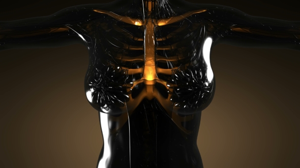 Human Body with Visible Skeletal Bones alt