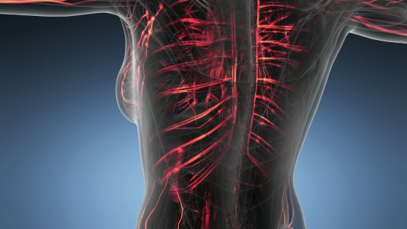 Human Body with Glow Blood Vessels alt