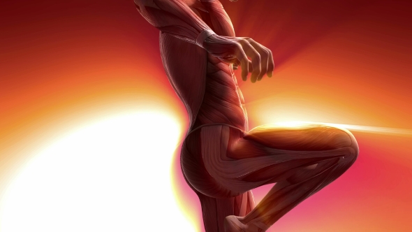 Human Muscle Anatomy alt