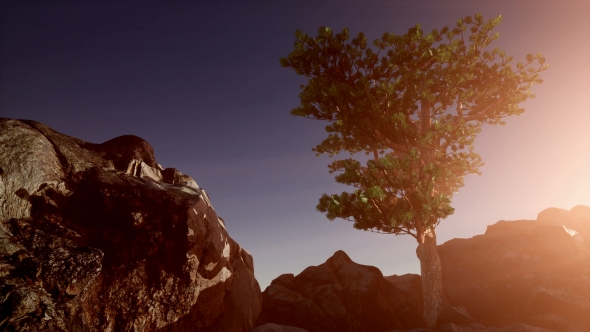 Sun Beams Through Trees alt