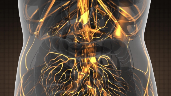 Human Body with Glow Blood Vessels alt