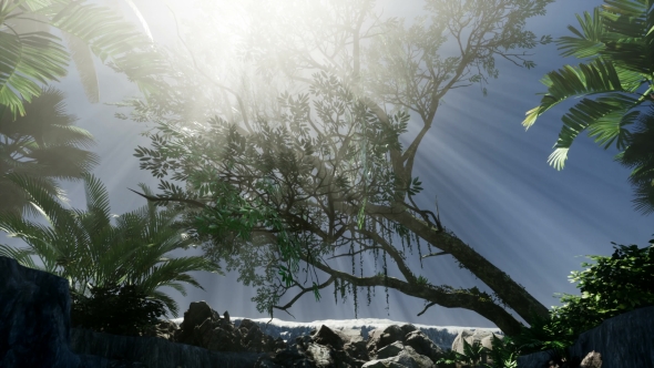 Sunset Beams Through Palm Trees alt