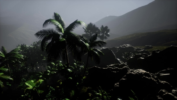 Sunset Beams Through Palm Trees alt