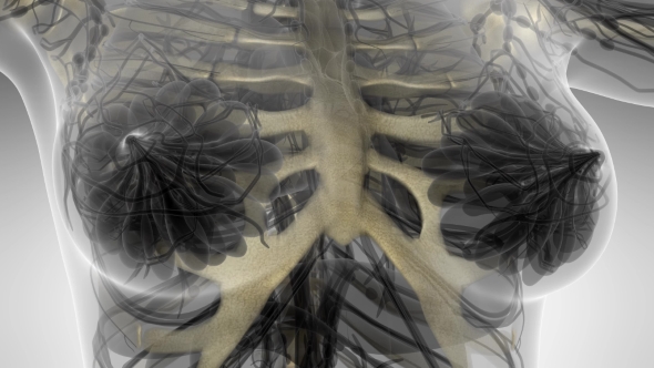 Human Body with Visible Skeletal Bones alt