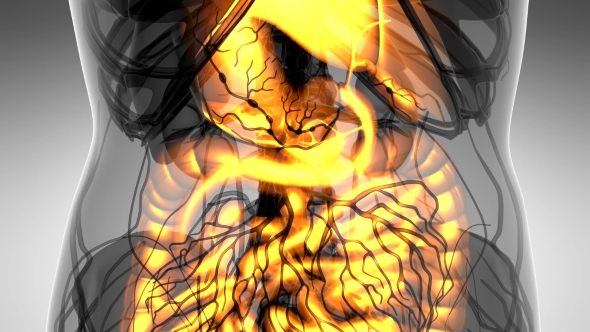 Human Body with Visible Digestive System alt