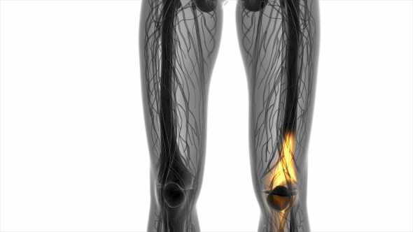 Knee Bones Anatomy alt
