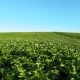 Blooming Potato Field at Beautiful Day - VideoHive Item for Sale
