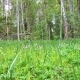 Beautiful Forest Glade on a Spring Day - VideoHive Item for Sale