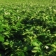 Blooming Potato Field, Plants  with Flowers. - VideoHive Item for Sale