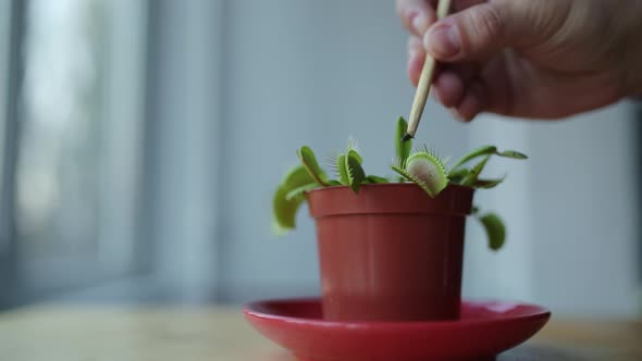 Feeding Venus Flytrap Insects with Tweezers