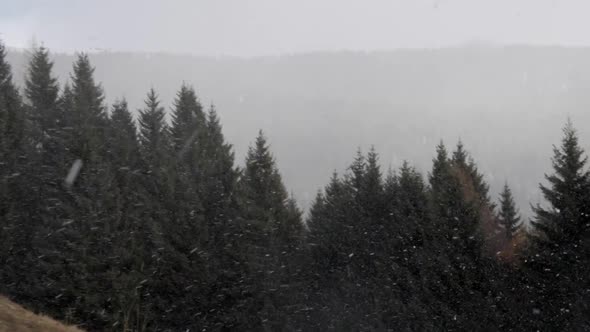 Snow falling in a forest of trees in the mountains in winter.
