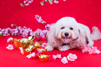 kground. 2018 is year of the dog in Chinese lunar zodiac calendar