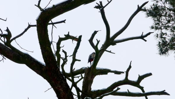 Woodpecker with Colorful Feathers Sitting on a Tree in Winter Forest