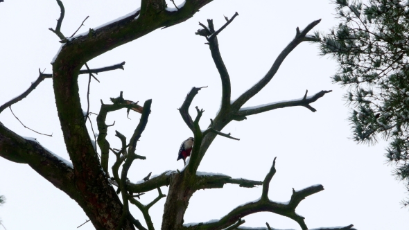 Woodpecker with Colorful Feathers Sitting on a Tree in Winter Forest