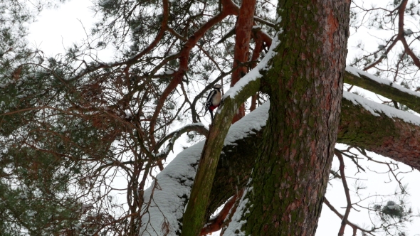 Woodpecker with Colorful Feathers Sitting on a Tree in Winter Forest