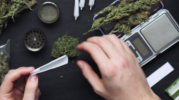 The Man Rolled the Joint From Fresh Marijuana Weed, Сoncepts of Smoking Marijuana, Dark Background