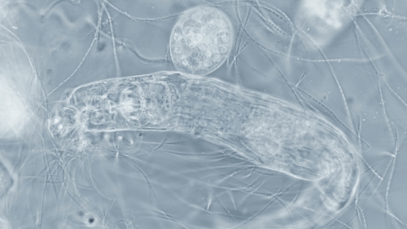 Transparent Microorganism Under the Microscope, with Internal Organs, As Is an Alien Organism