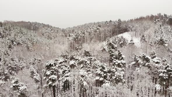 Winter Forest. Snowy Nature