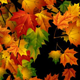 Autumn Background 1 - VideoHive Item for Sale