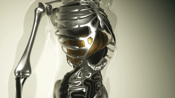 Human Liver Model with All Organs and Bones alt