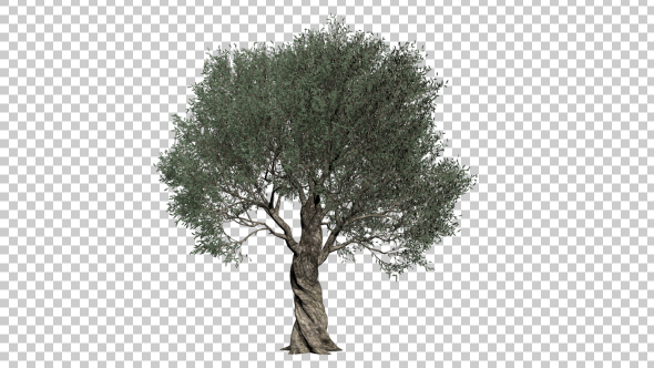Olive Tree alt
