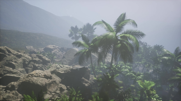 Sunset Beams Through Palm Trees alt