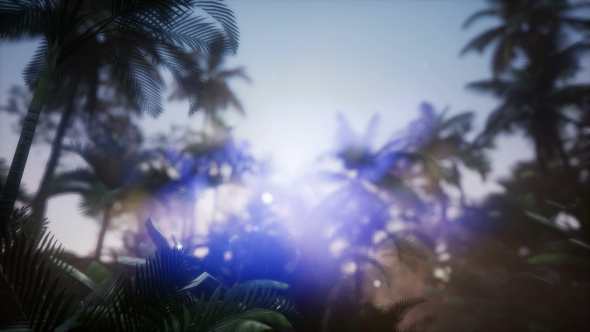 Sunset Beams Through Palm Trees alt