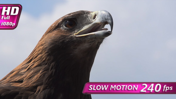 Proud and Dangerous Look alt