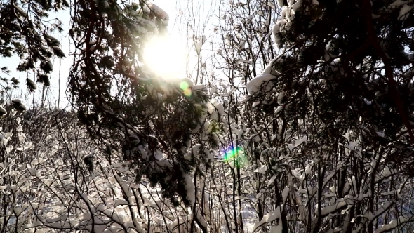 Along the Branches of Fir Trees in the Winter Forest on Sunny Day alt