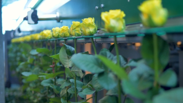 A Factory Sorting Machine Holds Yellow By Their Buds