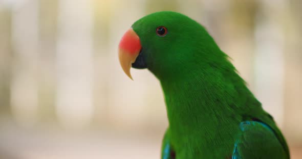 Close up of Eclectus parrot (Eclectus roratus), shallow depth of field