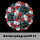 Bacteriophage phiX174 - 3DOcean Item for Sale