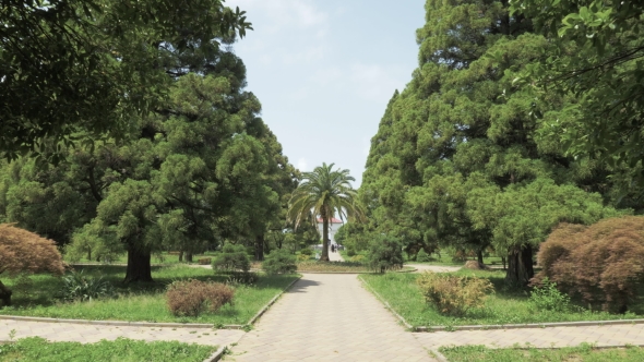 Alley To the Palm Tree in One of the Biggest Park - Batumi, Georgia