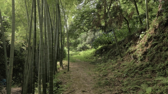 Bamboo Alley in Tropical Rainforest at Summer Day in Park - Batumi, Georgia