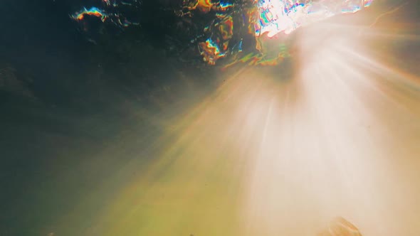 Reproduction of Trout in a Mountain River. Cultivation of Fish. Underwater Shooting