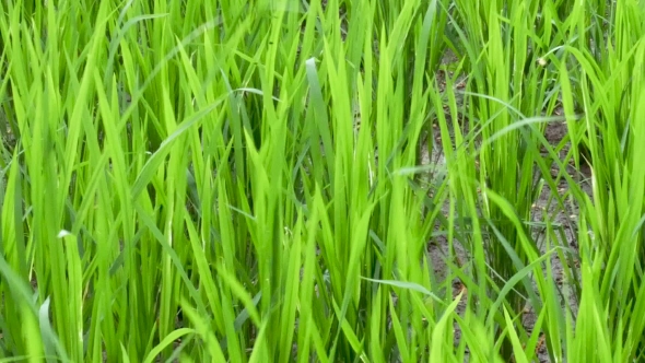 Rice Field. Blowing Wind