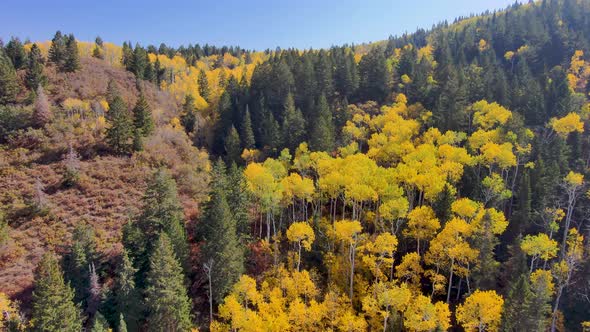 View of a mountain with autumn colors then turn and tilt down to see a colorful aspen grove and a ro