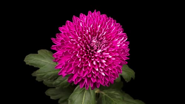 Beautiful Pink Chrysanthemum Flower Opening