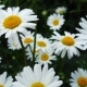 Beautiful Chamomile Flowers - VideoHive Item for Sale