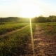 Country Road Sunlight, Insects Flying in Sunshine - VideoHive Item for Sale