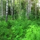 Beautiful Birch Forest - VideoHive Item for Sale