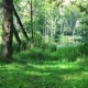 Wild Forest and Lake at Sunny Day. - VideoHive Item for Sale