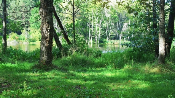 Wild Forest and Lake at Sunny Day.