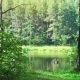 Wild Forest and Lake at Beautiful Day - VideoHive Item for Sale