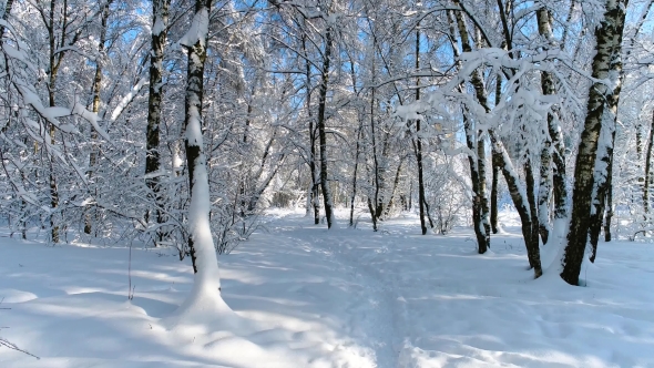 Snowy Branches in Forest. Winter Fairy Background